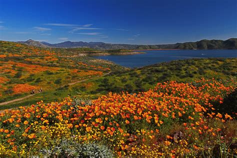 Wildflower Trail, Diamond Valley Lake | The abundance of rai… | Flickr