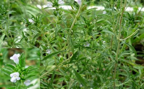 Summer Savory Satureja Hortensis Seeds | Fair Dinkum Seeds