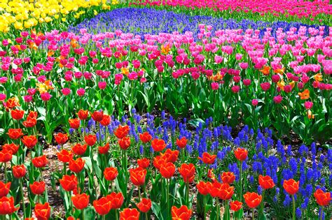 Free photo: Spring flower - Color, Colorful, Flora - Free Download - Jooinn