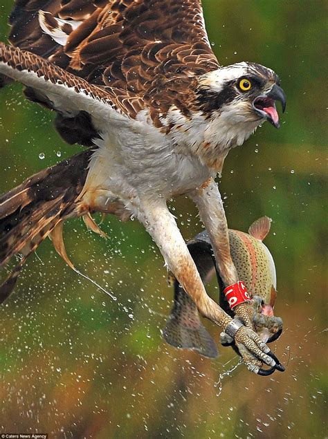 Osprey swoops down on to a river to catch his prey in set of incredible ...