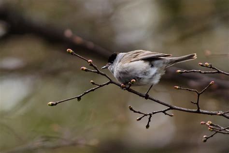 Eurasian Blackcap (Sylvia atricapilla) | A male Eurasian Bla… | Flickr