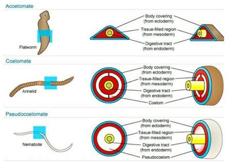 What is coelum, Pseudocoelom and hemocoel - Brainly.in