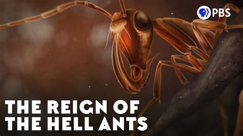 Bad team players? The disappearance of ancient Hell Ants | Cyprus Mail