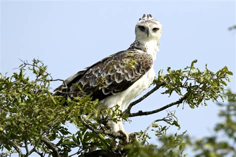 Martial Eagle - Wildlife Den - South African And Australian Wildlife Photography