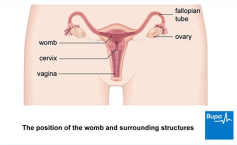 Ovarian cysts: Symptoms, causes and treatment | Bupa UK