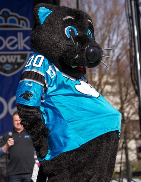 Carolina Panthers mascot Sir Purr | Flickr - Photo Sharing!