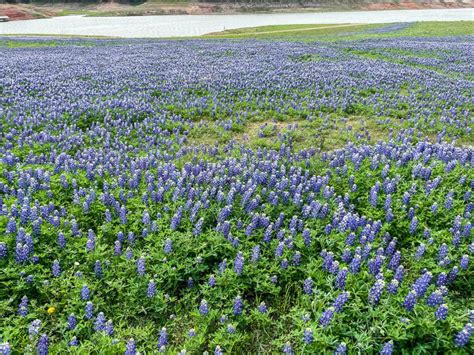 Where to Find Bluebonnet Fields in Texas in 2024 - VERY TRULY TEXAS