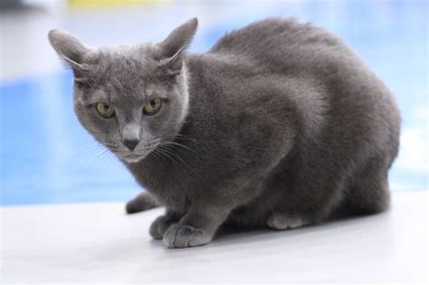 Russian Blue Cat Breed - Facts, Origin, History and Personality Traits