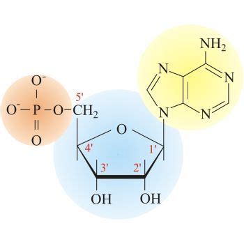 Nucleotide @ Chemistry Dictionary & Glossary | Macromolecules ...