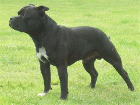 Staffordshire Bull Terrier Dog Breed Puppies