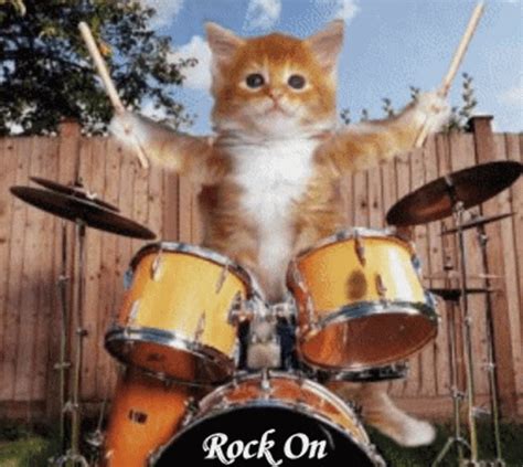 Cat Playing Drums GIFs | Tenor