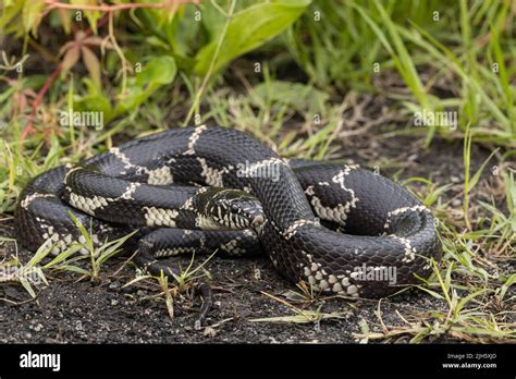 Eastern Kingsnake from NC - Lampropeltis getula Stock Photo - Alamy