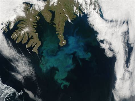 Phytoplankton bloom - NASA Science