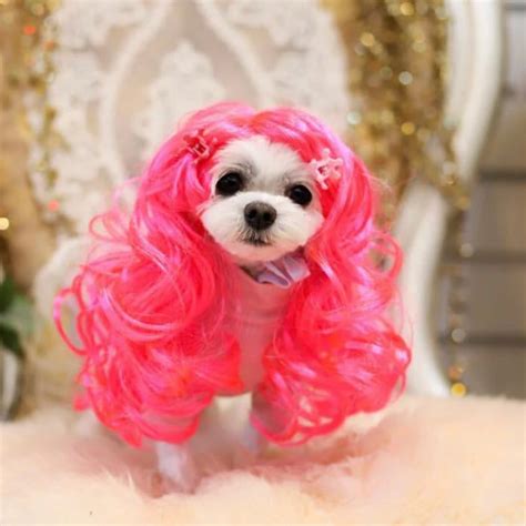 [MPK Cat Wigs] Pink Cat Wig, Pet Wig, Funny Wig, Pink Curly Hair for ...