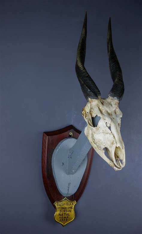 Bushbuck antelope skull and horns AHS271 | Antlers Horns and Skulls