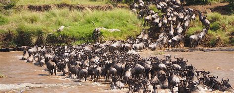 5 Days Serengeti Wildebeest Migration Safari Tour in North and Central