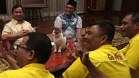 Mengenal Bobi, Kucing Kesayangan Prabowo Subianto yang Diadopsi dari Jalanan - Tabloidbintang.com