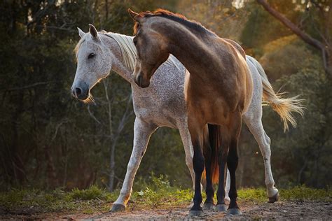 Beautiful Horses Wallpaper - WallpaperSafari