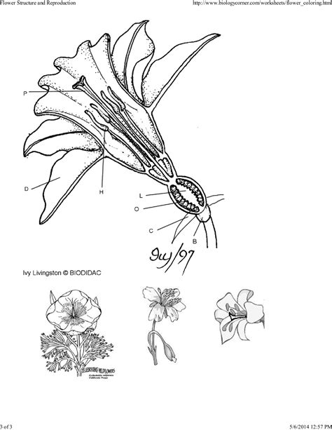 Flower Structure Worksheet Answers | Best Flower Site