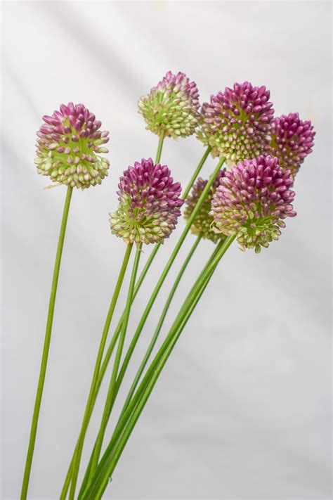 allium | Flower catalogs, Flower guide, Flowers in the attic