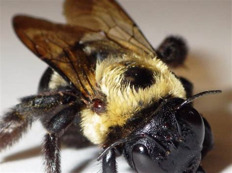 Research Carpenter Bee: Green Pest Library