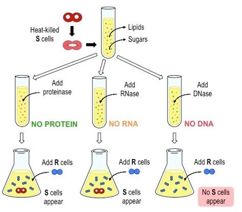 Biolearnspot: Experiments of Avery MacLeod and McCarthy