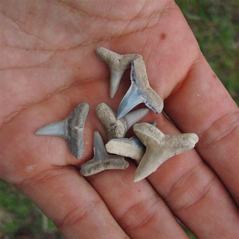 Seven Lemon Shark Teeth from Miocene | Variety of Colors - PaleoCris