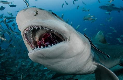 Lemon sharks hand-fed by diving tourists off Florida coast by John Chapa