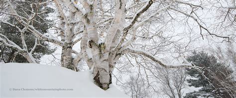 Birch Trees in Winter Panorama/ White Mountain Photrography