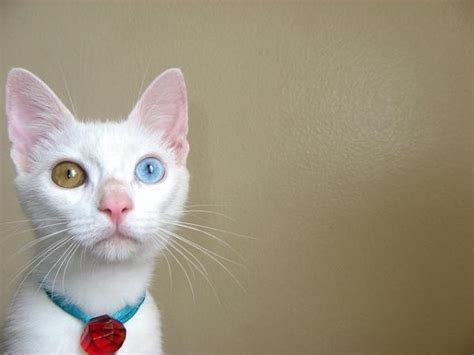 15 Amazing odd-eyed cats | Amazing Creatures