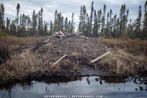 An Ode to Beaver Dams