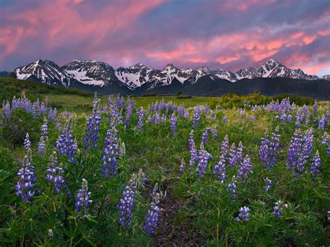 Purple wildflowers growing with the San Juan mountains in the background #purple #spring #sunset ...