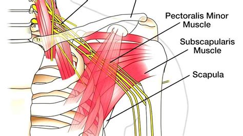 Brachial plexus