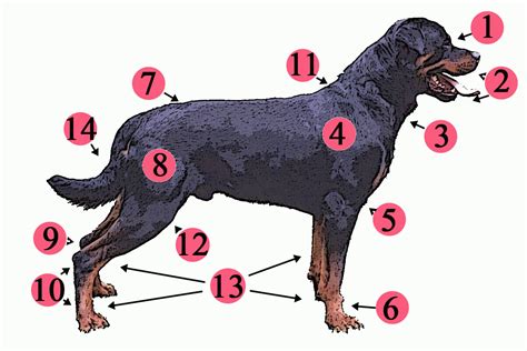 Dog anatomy - Wikipedia