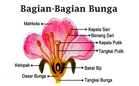 Pengertian Bunga dan Bagian-bagian Bunga | Teknowarta