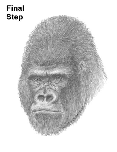 How to Draw a Gorilla (Head Detail) VIDEO & Step-by-Step Pictures