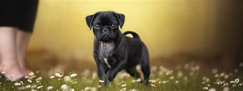 17 Pugs Potty Training Problems And How To Solve Them