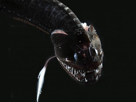 Scientists discover ultra-black deep sea fish, among the darkest creatures ever found - ABC News