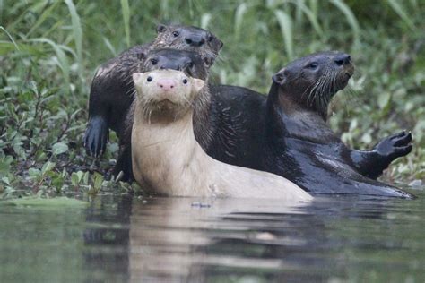 Outdoor Illinois Journal: An Encounter with an Exceptional River Otter