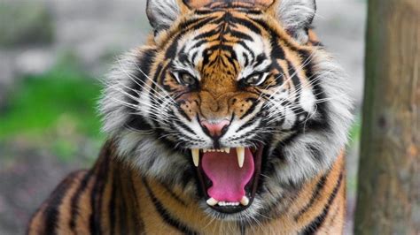 Tiger Roar Wallpaper | Animal attack, Animals, Animals wild