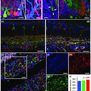 (PDF) Improved tools for the Brainbow toolbox