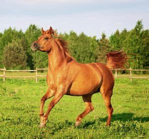 Sorrel Horse Facts with Pictures