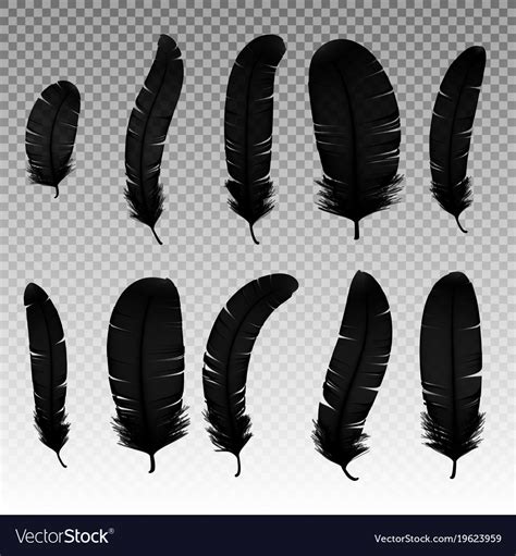 Set of various black bird feathers Royalty Free Vector Image