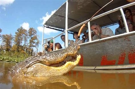 Cajun Encounters Swamp Tour Virtual Tour Of Honey Island Swamp! | eduaspirant.com