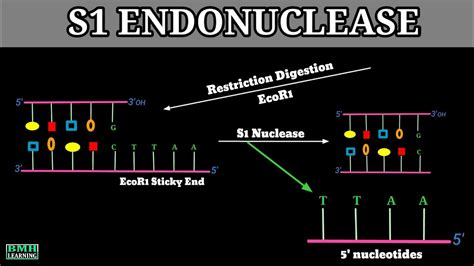 S1 Nuclease | S1 Nuclease Enzyme | Endonucleases | Exonucleases | - YouTube