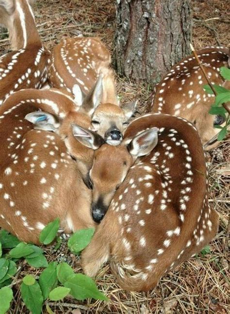 Deer sleeping | Cute animals, Nature animals, Animals wild