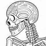 Human Skeleton Detailed Coloring Page 50354 39821 sketch template