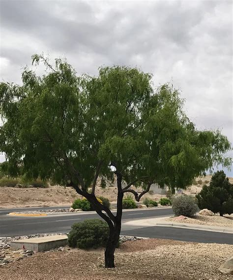 The Mesquite Tree (The Honey Mesquite Tree) Guzmansgreenhouse.com