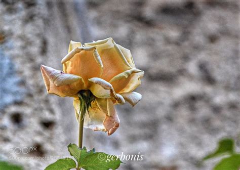 falling petals ..... .... a yellow rose whose beauty ends up losing the petals. Thanks for ...