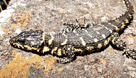 Dragon lizard is a brand new species in the Smaug family - Futurity